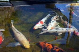 Related Pictures Koi Pond iPhone Wallpaper Ipod Touch