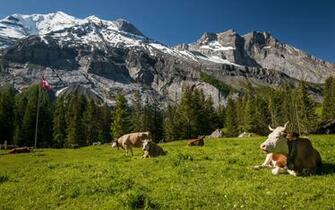 Mountains Cows Meadow Grass Tops Wallpaper Background Ultra HD 4k