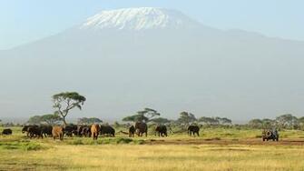 African Safari Landscape Amazing Wallpaper