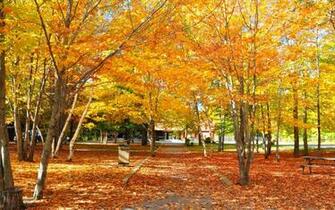 Fall Foliage Wallpaper