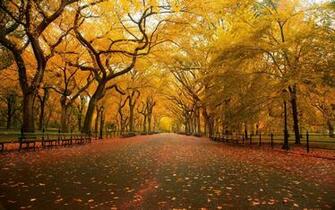 Autumn Avenue Wallpaper Stock Photos