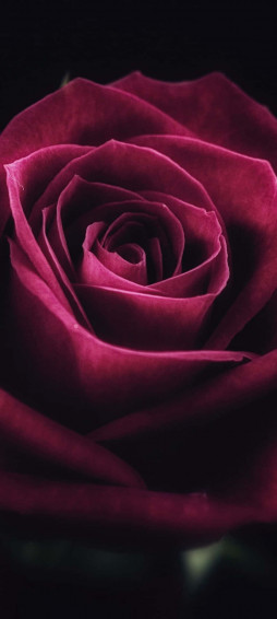 Cute Rose Wallpaper