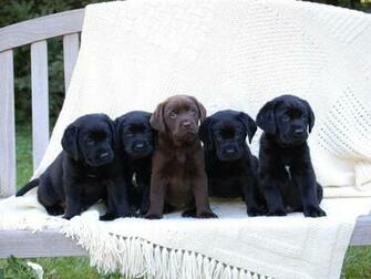 Black Lab Puppy Wallpaper
