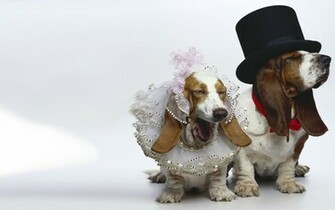 Basset Hound Computer Wallpaper Desktop Background Id