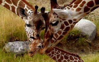 High Quality Giraffe Wallpaper