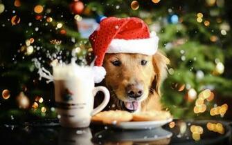 Golden Retriever Christmas Bokeh Cute Dogs