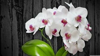 White Orchid Flower 4k HD Desktop Wallpaper For Ultra Tv