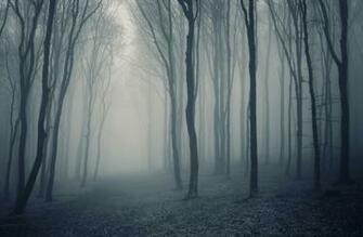 Grey Mist Forest Wallpaper Wall Mural Muralswallpaper Co Uk