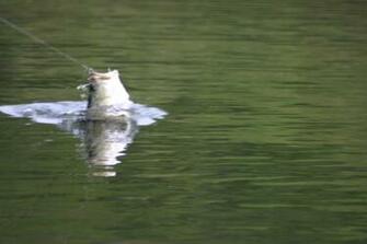Largemouth Bass Art For