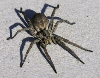 Scary Spider Moving HD Wallpaper Daily Background In