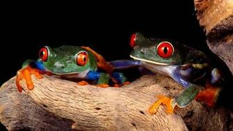 Funny Frog Wallpaper