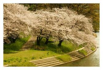 Wallpaper Zh Spring