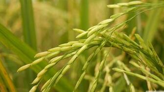 Golden Rice 4k HD Desktop Wallpaper For Ultra Tv Wide