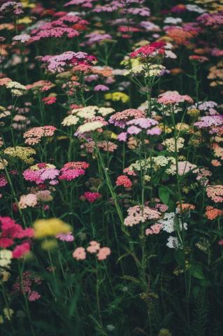 Wallpaper Id Flower Field Wildflower And Garden