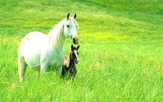 Hippocampus Horse Wallpaper