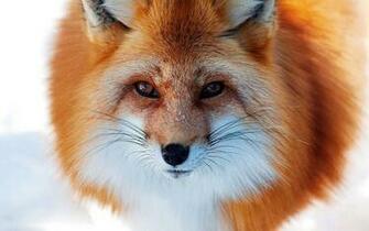 Red Fox Animal Lovers Wallpaper