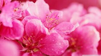 Pink Spring Flowers Wallpaper