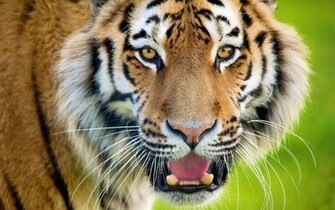 Tiger Awesome HD Background Apple Wallpaper