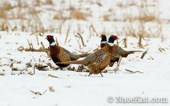 Pheasant Forever A Pheasants Photo