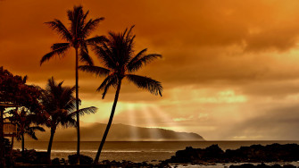 Desktop Palm Tree HD Wallpaper