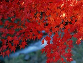 Forest Photography Red Golden Autumn Leaves Photos