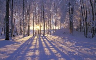 Snowy Forest Desktop Wallpaper And Stock Photos