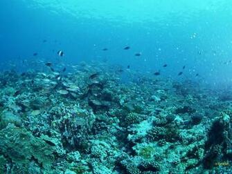 Under The Sea Wallpaper