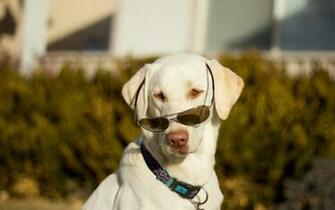 Animals Dogs Glasses Humor Funny Eyes Wallpaper