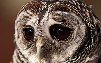 Wallpaper Bird Owl Sad Eyes Ultra HD 4k