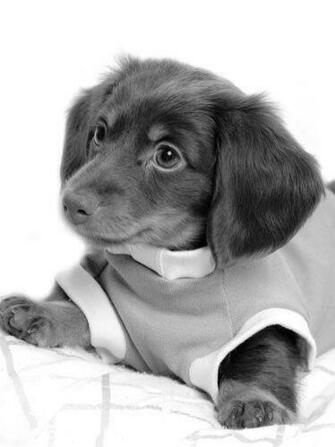 Animals Cute Dogs Nature Puppy