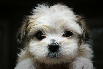 Shih Tzu Wallpaper Background Image