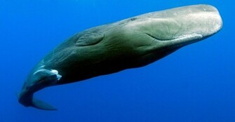 Beluga Whale Wallpaper