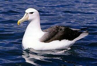 Albatross Wallpaper And Background Image Net