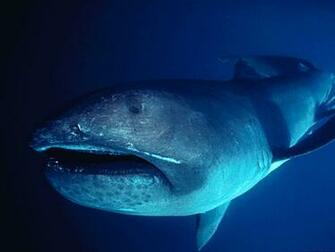 Awesomes Wallpaper Awesome Shark