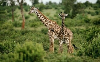 Giraffe Achtergronden Dieren HD Wallpaper Foto Jpg