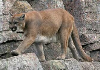 Mountain Lion Wallpaper Background HD