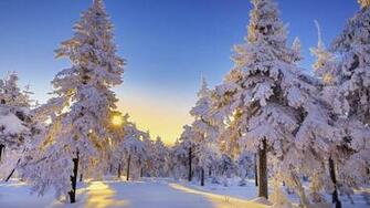 Winter Sun Wallpaper Net