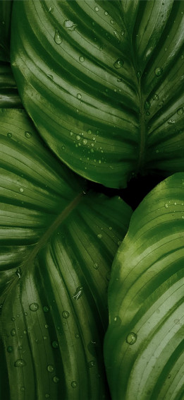 Water Droplets On Green Leaves Leaf Food Nature