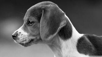 Black And White Animals Dogs Wallpaper HD