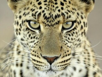 Leopard Wallpaper