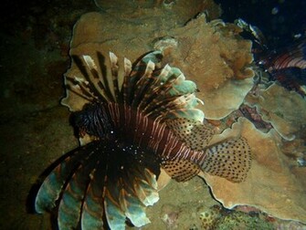 Leo The Lionfish Wallpaper