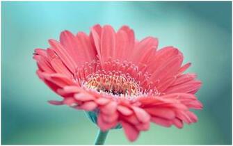 Gerbera Wallpaper And Background Image Net