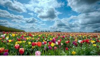 Summer HD Wallpaper Background And Image