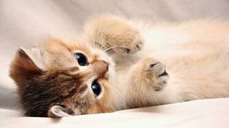 Cute Kitten Cat Animals HD Wallpaper Image Photo Picture