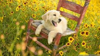 Spring Animal Wallpaper The Art Mad