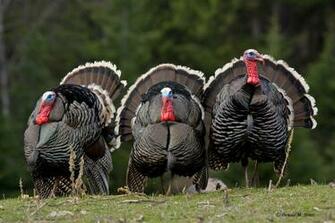 Spring Gobbler Wallpaper On