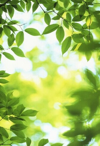 Spring Wallpaper Desktop HD