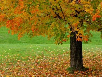 Beautiful Autumn Season Wallpaper HD Nice
