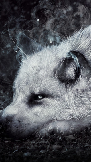 Wolf Phone Wallpaper 1080p 2k 4k Full HD