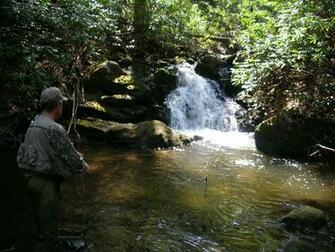 Brook Trout Wallpaper Buggin For In The
